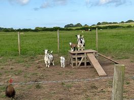 Baby goats!