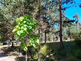 Surrounded by trees