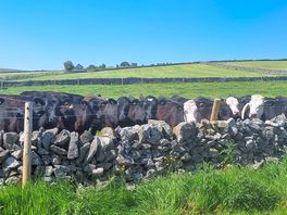 The neighbours :-)