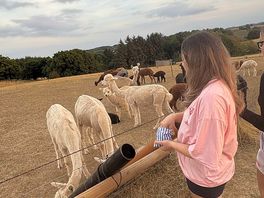 Feeding the alpacas
