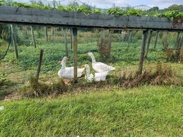 Residents