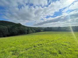 The field