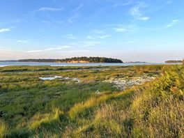 Wetland for birds