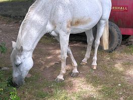 One of the gorgeous horses