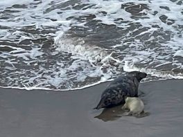 Seals are regular visitors to the beach below this site