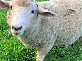 Friendly locals
