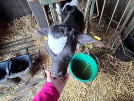 One of the calfs