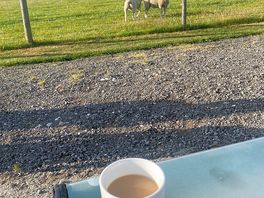 Morning brew with the sheep