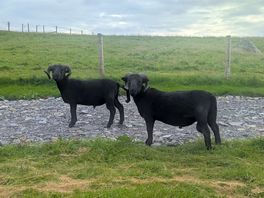 Some friendly goats came to see us