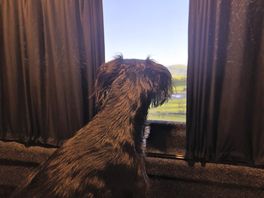 The dog watching the dog field and patiently waiting to play on the dog field.