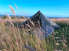 Lovely high grass