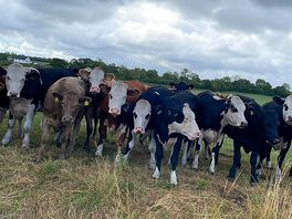 Cow neighbours!!