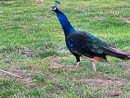Resident peacock 🦚