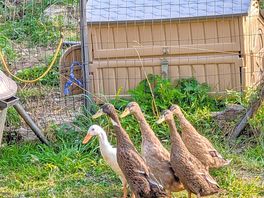 Les canards
