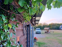 Grapes growing around communal area