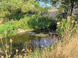 Local walks