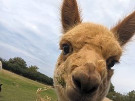 Saying hello