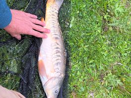 Some great fish to be caught and good for the small kids. loads of silver fish.