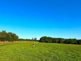 Dog walking field.