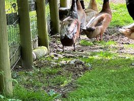 Ducks