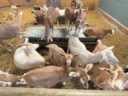Goats