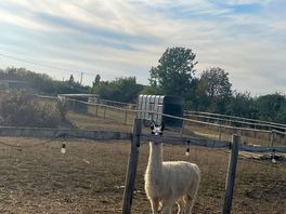 Alpacas
