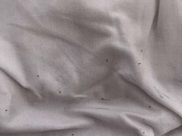 Bed bugs