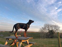 Majestic views with the dog