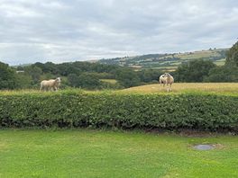 Early morning chats with the sheep’s in the end field