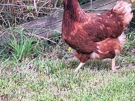 Roaming chickens