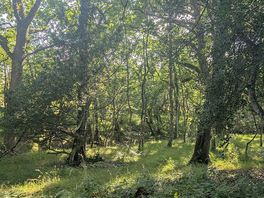 Woods