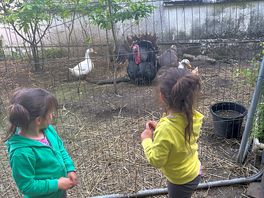 Turkeys