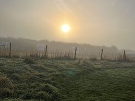 Misty morning dog walk