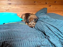 Cosy dog