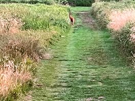 Can you spot the deer!!
