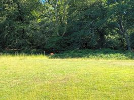 The short walk to the campsite, spot the deer!