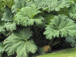 Gunnera × cryptica massive leaves about 7ft across, never seen this wild!