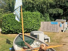 Dog loving the boatside campsite!