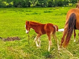 Newest edition to the camp site. baby spirit.