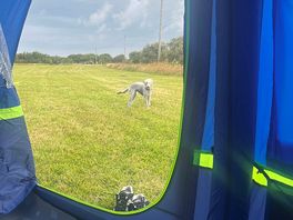Our dog loved the freedom and quietness of the site.