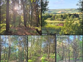Woodland walk