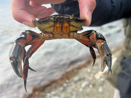 Crabbing on the beach