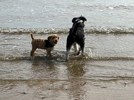 The dogs enjoyed the beach