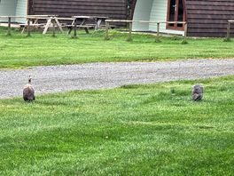 Wildlife