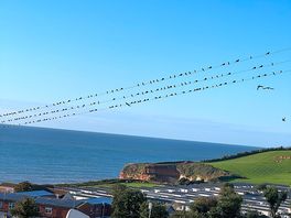 Good morning ladram bay, what a view