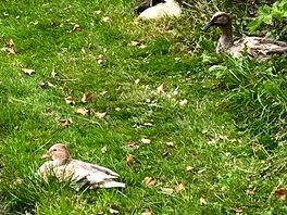 Ducks/ducklings, chickens,