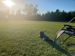 Dog just chilling