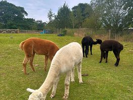 The alpacas