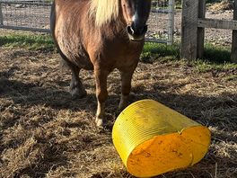 Horse.