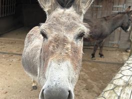 Another friendly donkey !